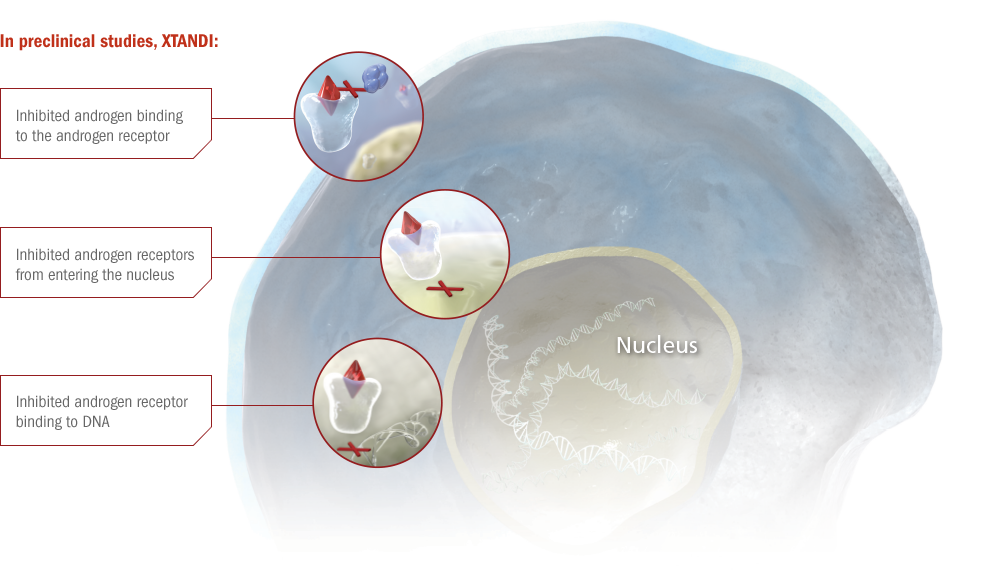 Preclinical studies image